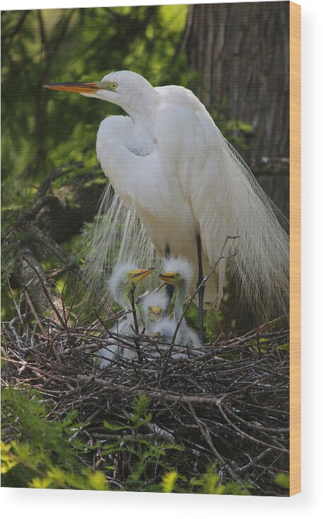 Photograph Wood Print featuring the photograph Great White Egret Mom and Chicks by Suzanne Gaff