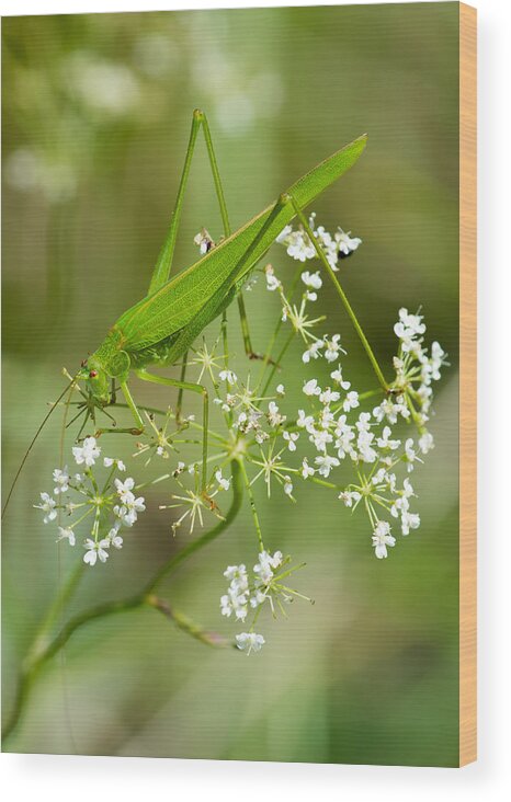 Grasshopper Wood Print featuring the photograph Green Grasshopper by Andreas Berthold