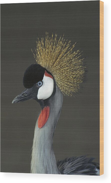 Feb0514 Wood Print featuring the photograph Grey Crowned Crane Portrait by San Diego Zoo