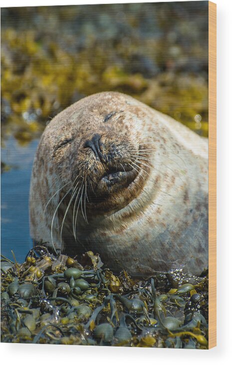 Seal Wood Print featuring the photograph Happy Seal Relaxing In The Seaweed by Andreas Berthold