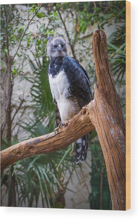 Predator Wood Print featuring the photograph Harpy Eagle by Ken Stanback