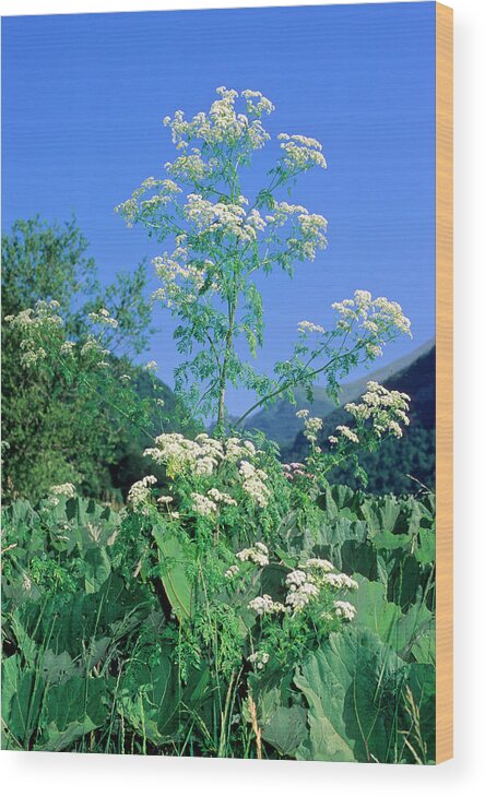 Conium Maculatum Wood Print featuring the photograph Hemlock (conium Maculatum) by Bruno Petriglia/science Photo Library