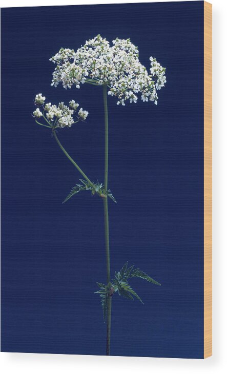 Hemlock Wood Print featuring the photograph Hemlock Flowers by Th Foto-werbung/science Photo Library
