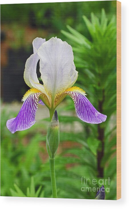 Iris Wood Print featuring the photograph Her Majesty Iris by Steve Augustin