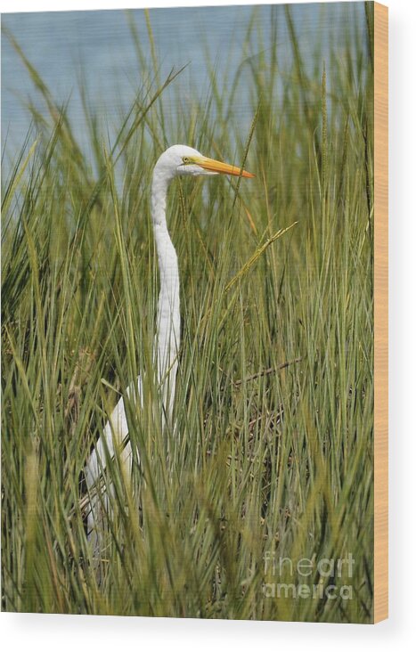 Egret Wood Print featuring the photograph Hidden In The Marsh Grasses by Kathy Baccari