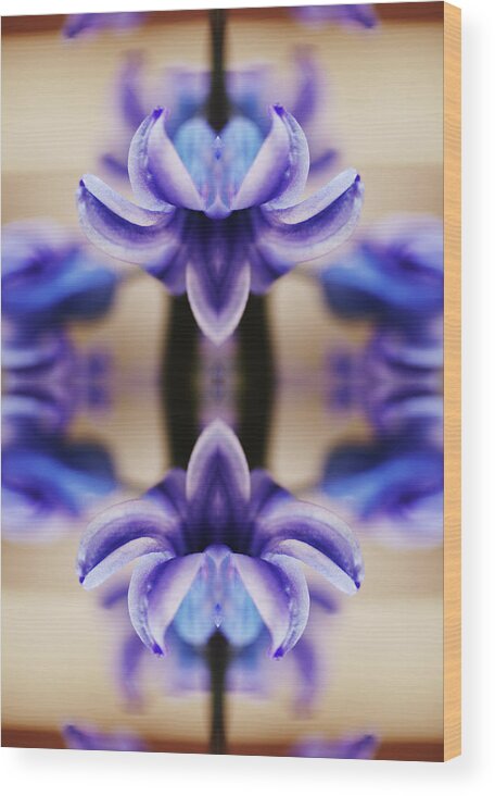 Purple Wood Print featuring the photograph Hyazinth by Silvia Otte