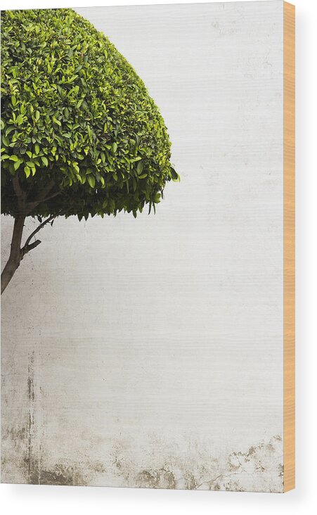 Green Tree Wood Print featuring the photograph Hypnotic Tree by Prakash Ghai