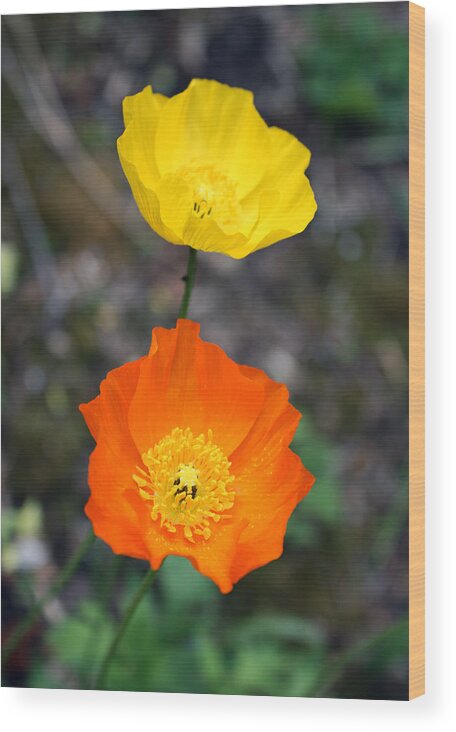 Flower Wood Print featuring the photograph Icelandid Poppies by Gerry Bates