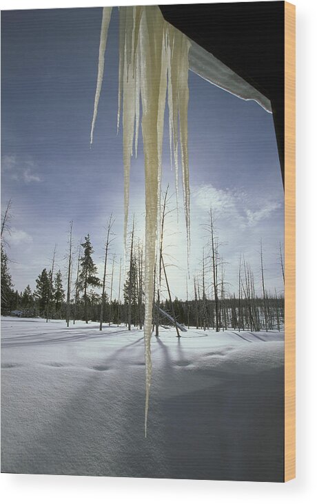 Flpa Wood Print featuring the photograph Icicles Yellowstone Wyoming by Martin Withers