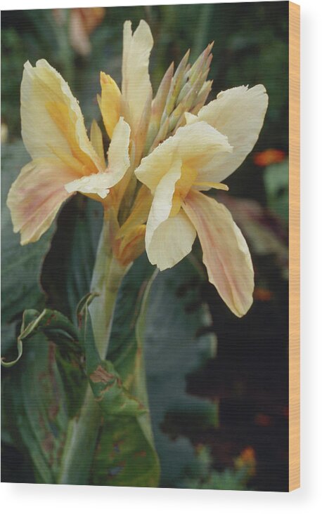 Canna X Genralis Princess Di. Wood Print featuring the photograph Indian Shot by Donald R Wright/science Photo Library