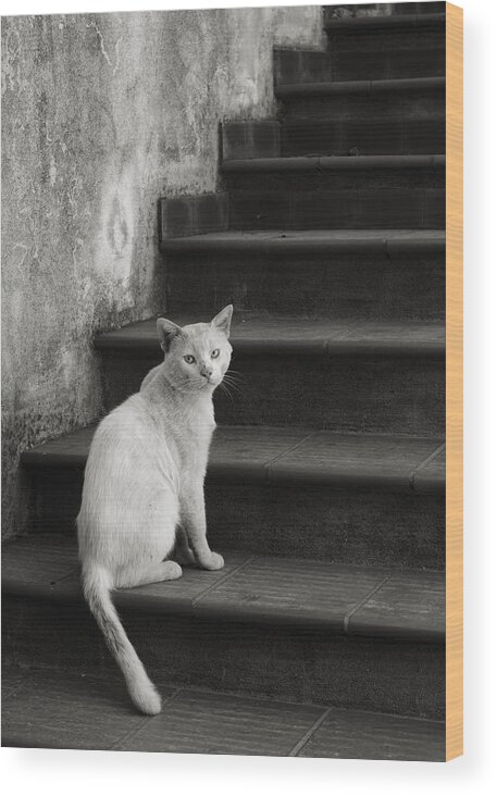 Cat Wood Print featuring the photograph Kimba by Laura Melis