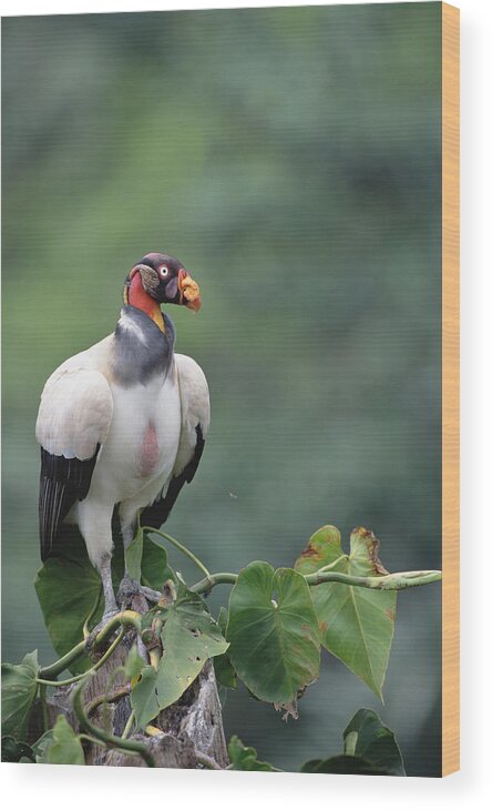 Feb0514 Wood Print featuring the photograph King Vulture Tambopata River Peruvian by Tui De Roy
