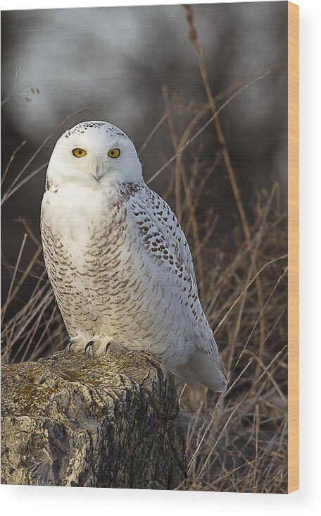 Snowy Owl Wood Print featuring the photograph Late Season Snowy Owl by John Vose
