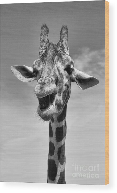 Giraffe Wood Print featuring the photograph Laughing Giraffe Black and White by Jim And Emily Bush