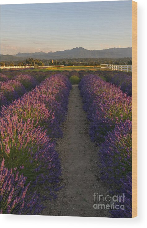 Lavender Wood Print featuring the photograph Lavendar Path by Michael Dawson