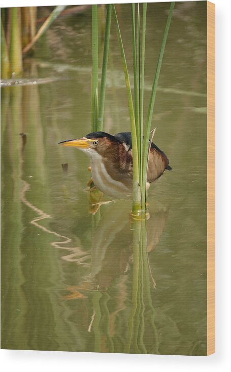 Least Bittern Wood Print featuring the photograph Least Bittern by Betty Depee