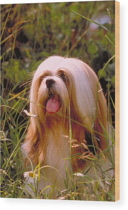 Animal Wood Print featuring the photograph Lhasa Apso by Jeanne White