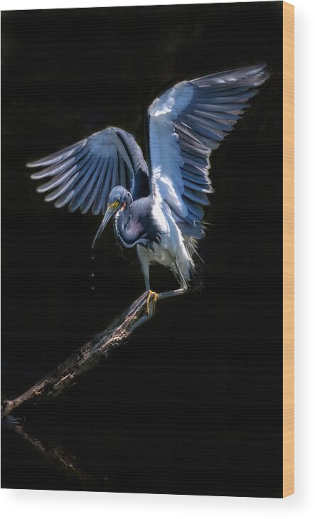 Tricolored Heron Wood Print featuring the photograph Light As A Feather by Ghostwinds Photography