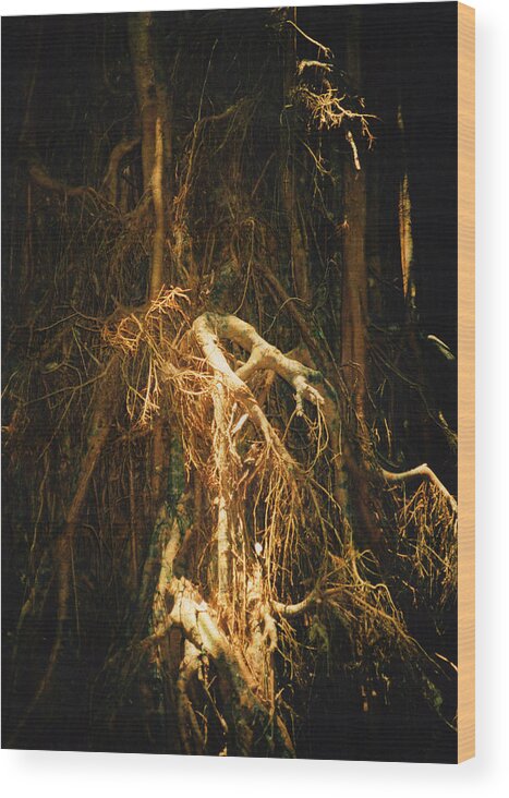Giant Fig Wood Print featuring the photograph Light Roots by Evelyn Tambour