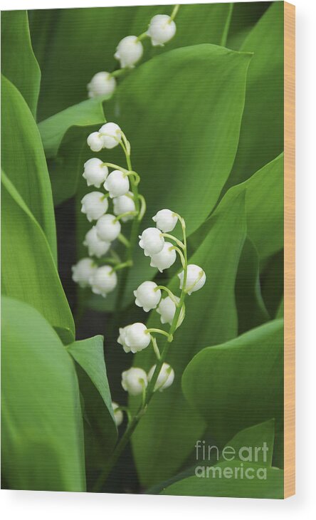 Lily Wood Print featuring the photograph Lily-of-the-valley by Elena Elisseeva