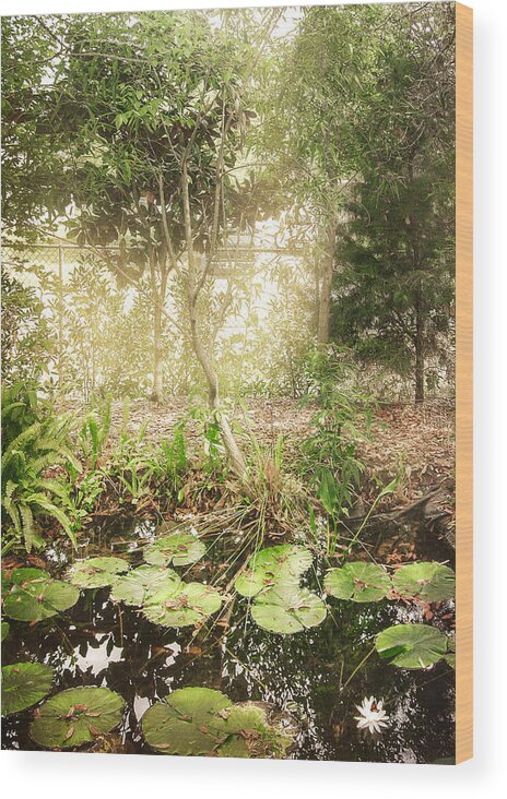 Tranquil Wood Print featuring the photograph Lily Pond by Judy Hall-Folde