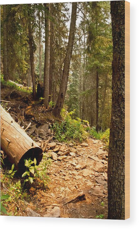 Hiking Wood Print featuring the photograph Lime Creek Trail by Jessica Tookey