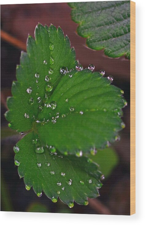 Liquid Pearls On Strawberry Leaves Wood Print featuring the photograph Liquid Pearls on Strawberry Leaves by Lisa Phillips