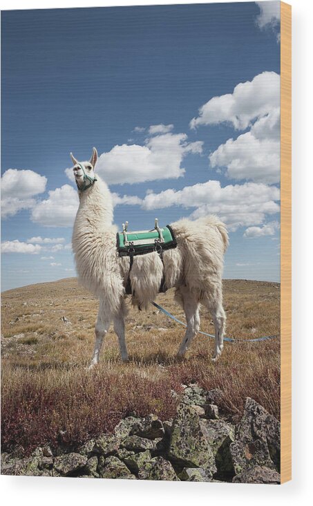 Cloud Wood Print featuring the photograph Llama Portrait by Ryan Heffernan