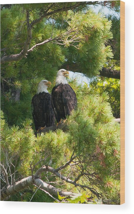 Bald Eagle Wood Print featuring the photograph Look Over There by Brenda Jacobs