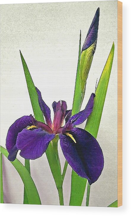 Flower Wood Print featuring the digital art Louisiana Iris by Deborah Smith