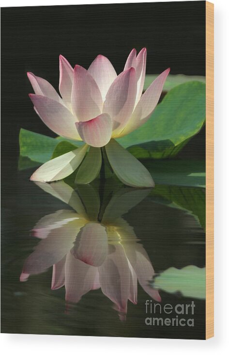 Lotus Wood Print featuring the photograph Lovely Lotus Reflection by Sabrina L Ryan