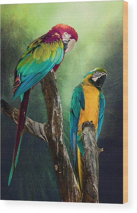 Macaws Wood Print featuring the photograph Macaws Siesta Time by Brian Tarr