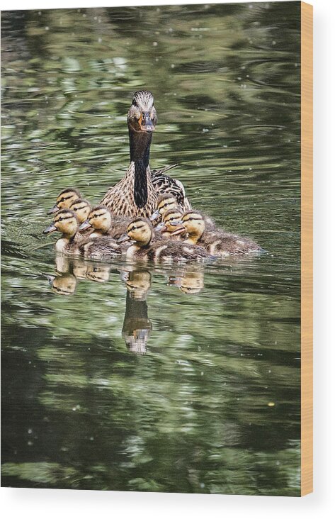 Anas Platyrhynchos Wood Print featuring the photograph Mallard Hen with Ducklings and Reflection by Dawn Key
