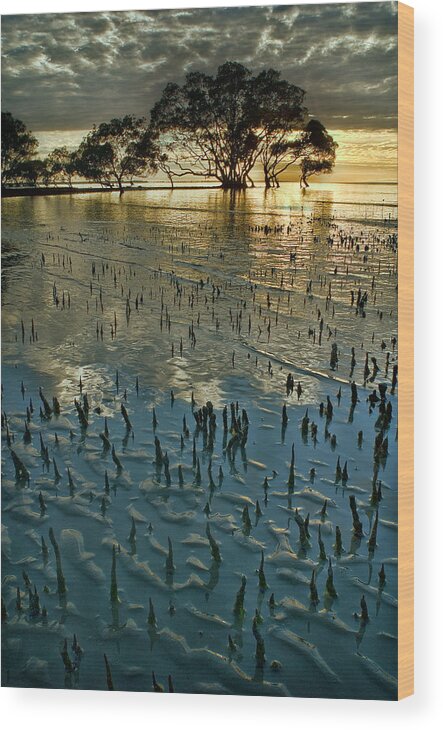 2010 Wood Print featuring the photograph Mangroves by Robert Charity