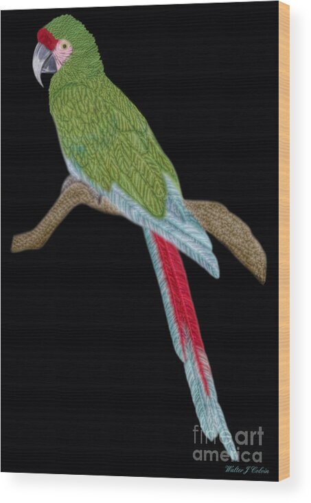Military Macaw Wood Print featuring the digital art Military Macaw by Walter Colvin