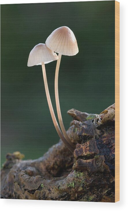 Milking Bonnet Wood Print featuring the photograph Milking Bonnet Fungi (mycena Galopus) by Nigel Downer