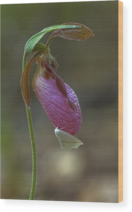 Lady-slipper Wood Print featuring the photograph Moccasin Flower by Jim Zablotny