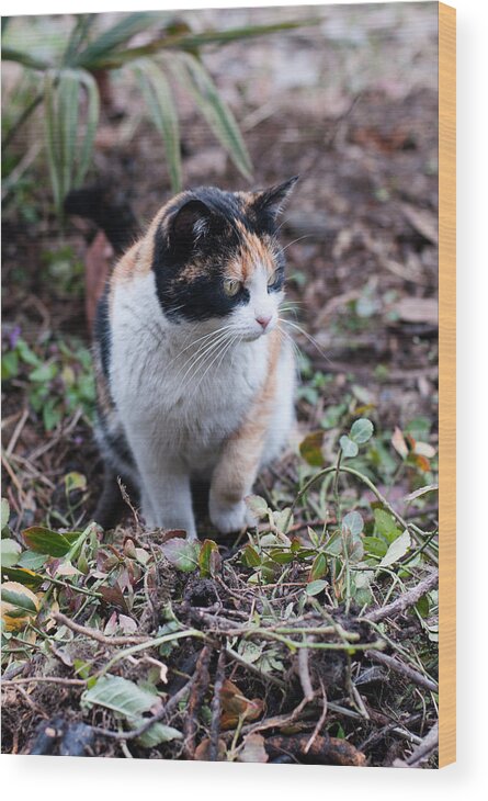 Cat Wood Print featuring the photograph Mochi in the garden by Laura Melis