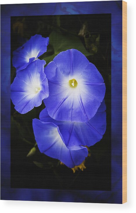 Morning Glory Wood Print featuring the photograph Moonglow on blue by Jeff Folger