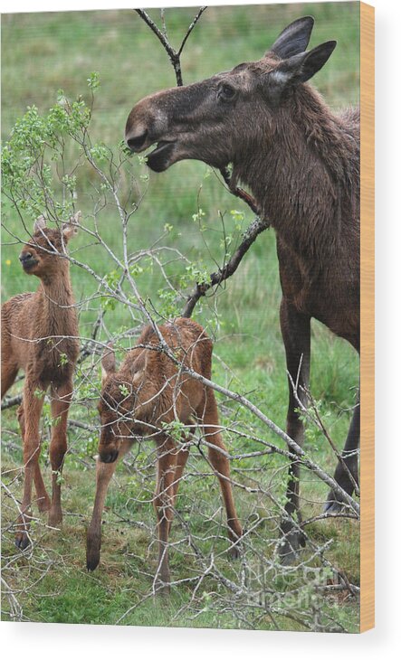 Moose Wood Print featuring the photograph Moose cow with twin calves by Phil Banks