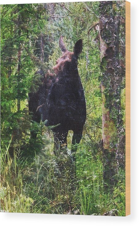 Moose Wood Print featuring the photograph Moose Near the Androscoggin River by Marie Jamieson