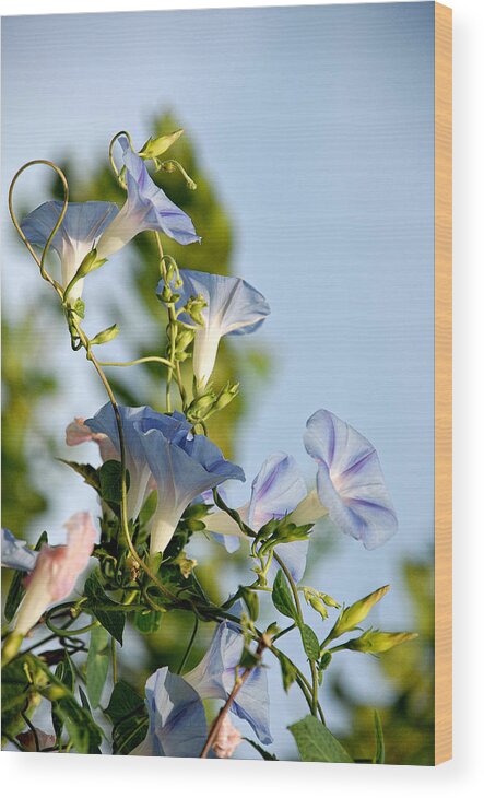 Flowers Wood Print featuring the photograph Morning Glories by Susan Moody