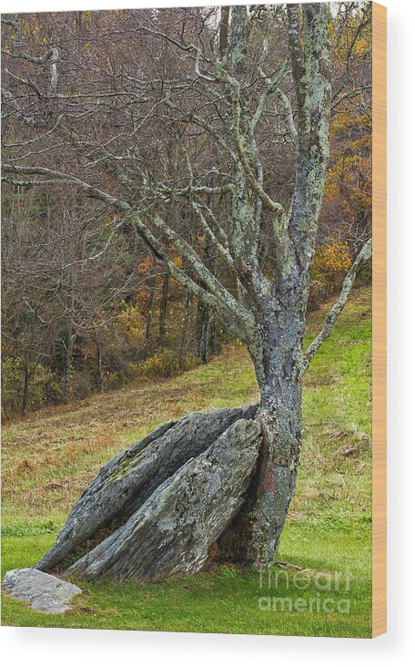 Tree Wood Print featuring the photograph Moss covered tree holding a rock by Les Palenik