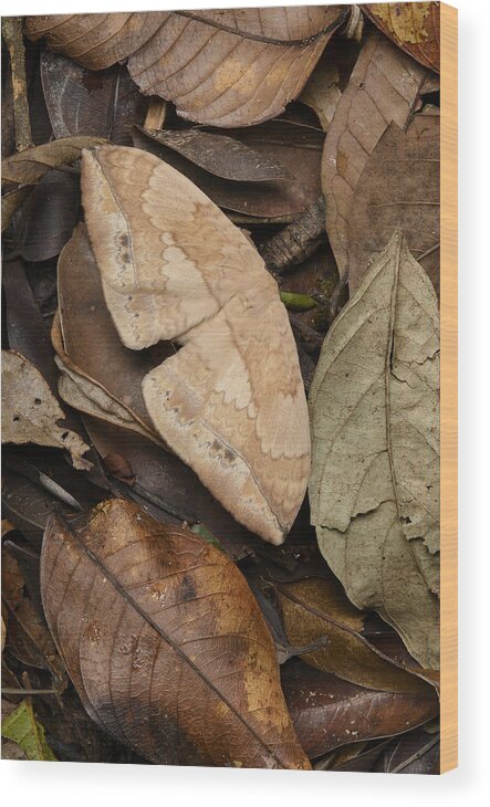 Ch'ien Lee Wood Print featuring the photograph Moth Camouflaged Against Leaf Litter by Ch'ien Lee