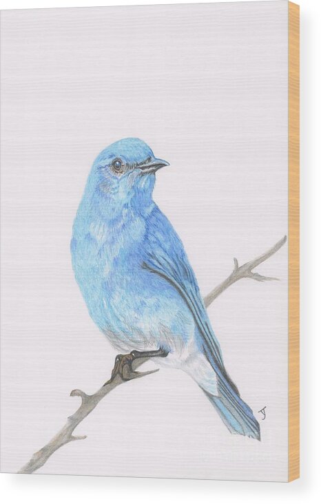 Mountain Bluebird Wood Print featuring the drawing Mountain Bluebird by Yvonne Johnstone