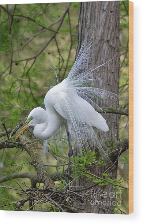 Egret Wood Print featuring the photograph My Beautiful Plumage by Kathy Baccari
