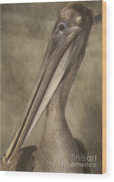 Pelican Wood Print featuring the photograph My Good Side by Pam Holdsworth