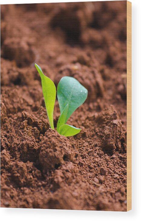 Plant Wood Print featuring the photograph Newborn Plant On Red Acre by Andreas Berthold
