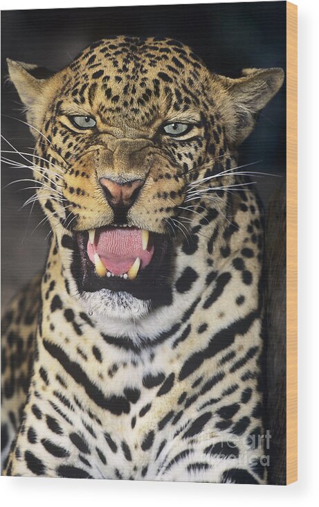 African Leopard Wood Print featuring the photograph NO SOLICITORS African Leopard Endangered Species Wildlife Rescue by Dave Welling