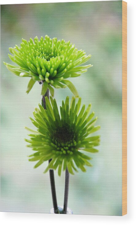 Green Flowers Wood Print featuring the photograph Not One But Two by Linda Segerson